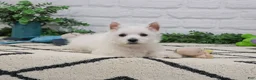 West Highland Terrier dogs for sale: Oscar  - Ad 6