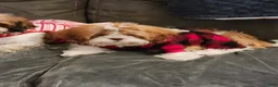 Shih Tzu dogs for sale: Shih Tzu 1 - Ad 2