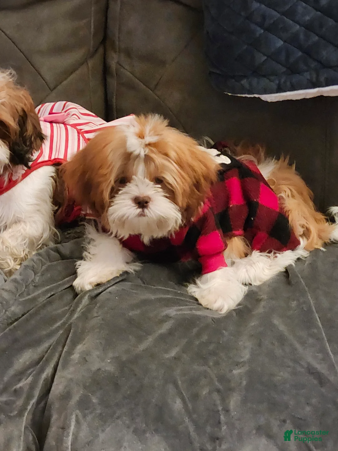 Shih Tzu dogs for sale: Shih Tzu 1 - Ad 2