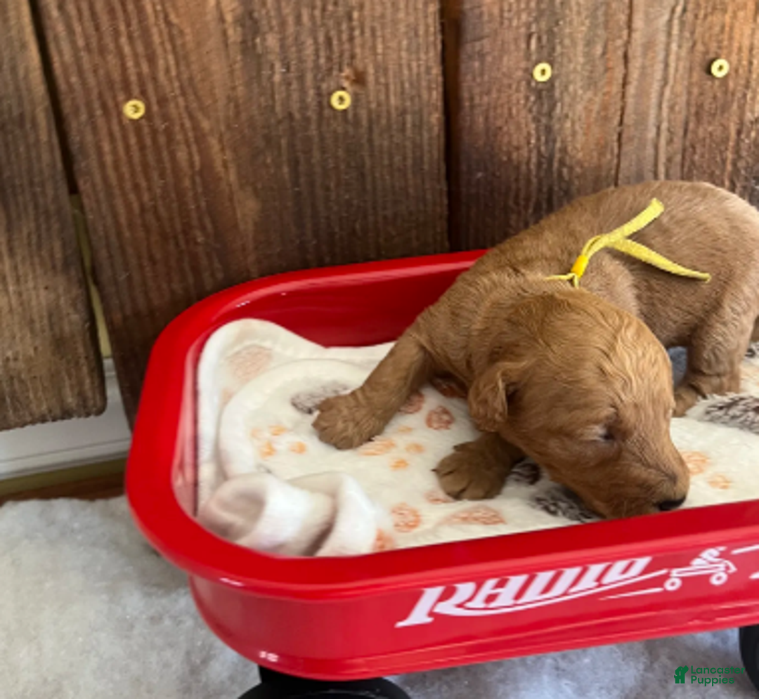 Mini Goldendoodle dogs for sale: Poptart - Ad 2