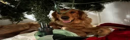 Golden Retriever dogs for sale: Zoey - Ad 4