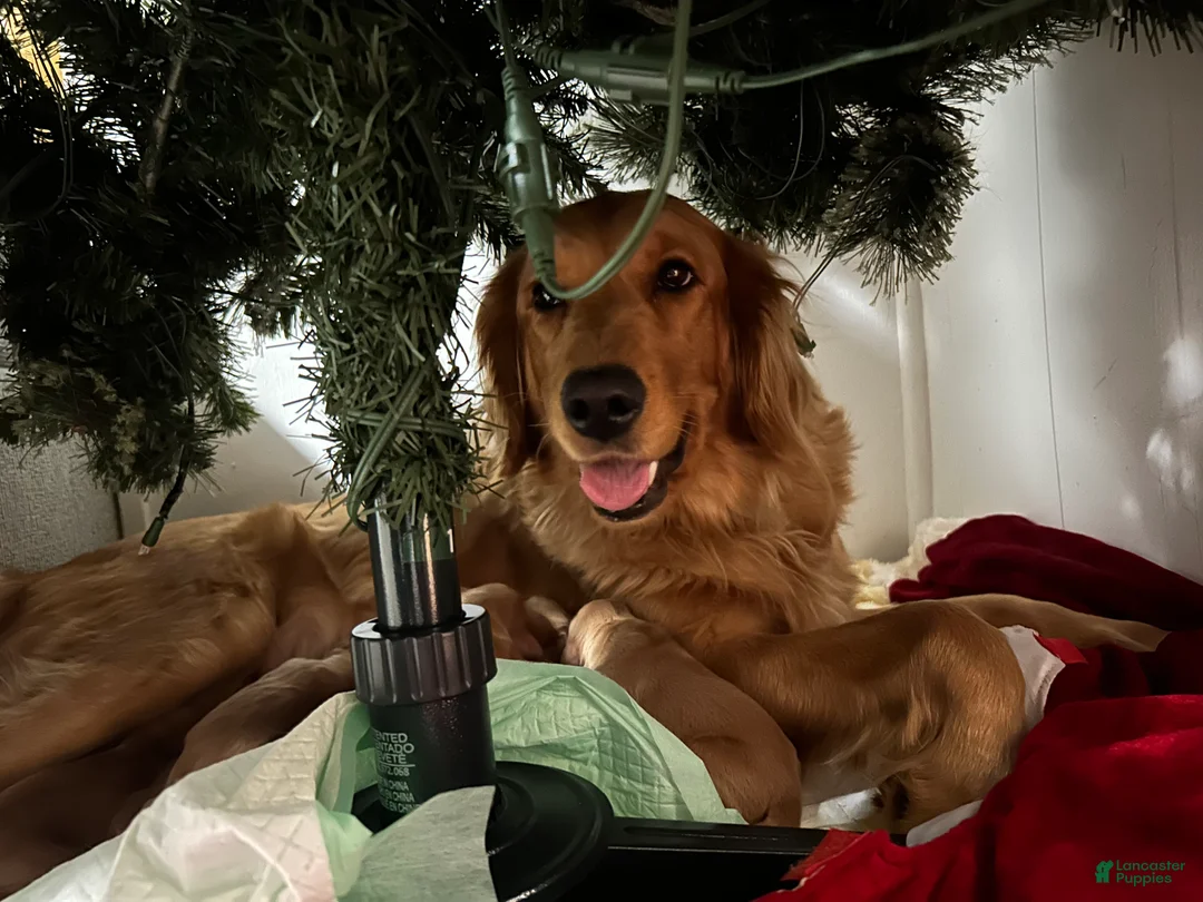 Golden Retriever dogs for sale: Zoey - Ad 4