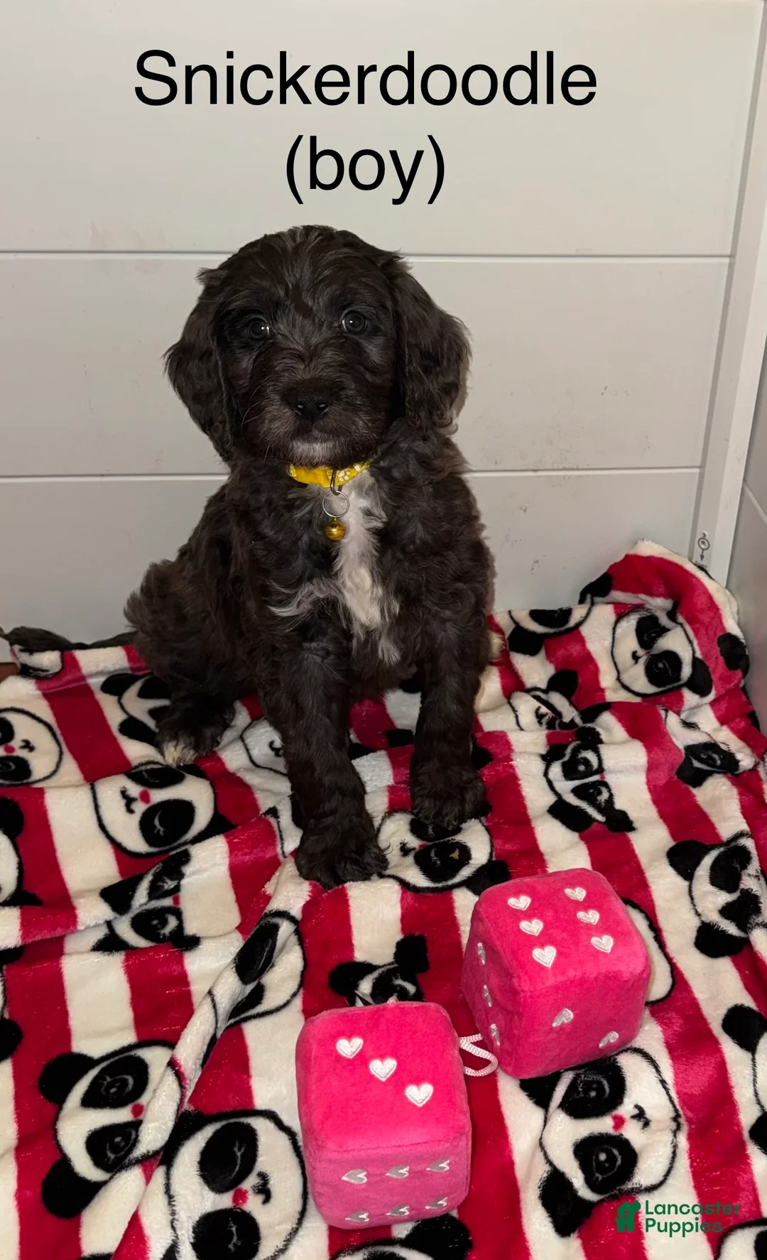 Mixed Breed dogs for sale: Mixed Breed Puppy 1 - Ad 4