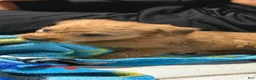 Mixed Breed dogs for sale: Mixed Breed 1 - Ad 6