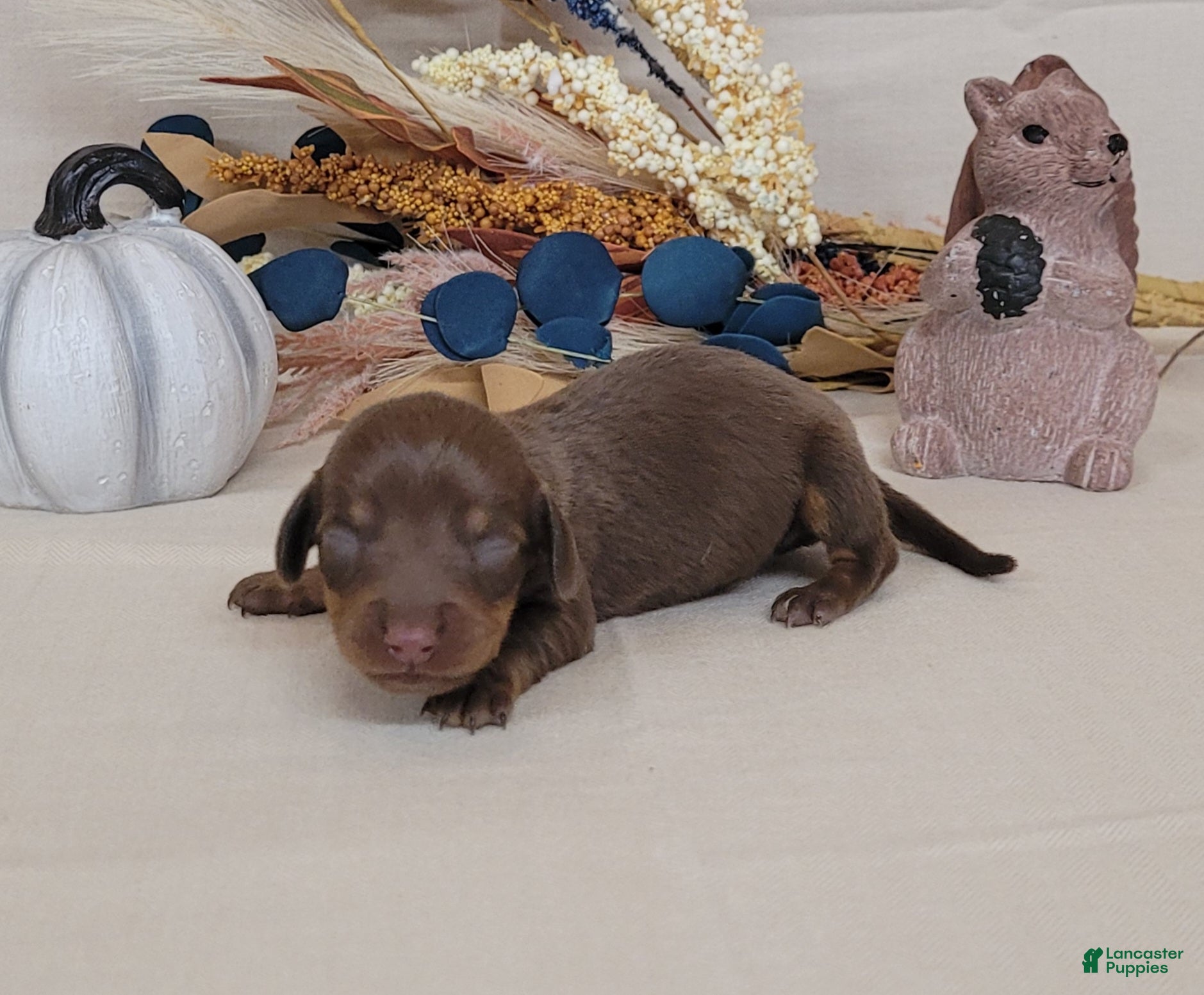 Miniature Dachshund dogs for sale: AKC Hugo Miniature Dachshund purebred  - Ad 2