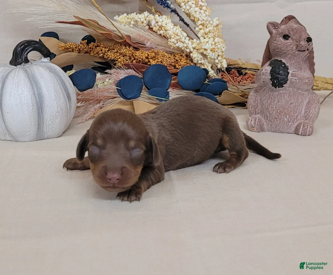 Miniature Dachshund dogs for sale: AKC Hugo Miniature Dachshund purebred  - Ad 2