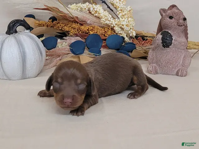 Miniature Dachshund dogs for sale: AKC Hugo Miniature Dachshund purebred - Ad 2