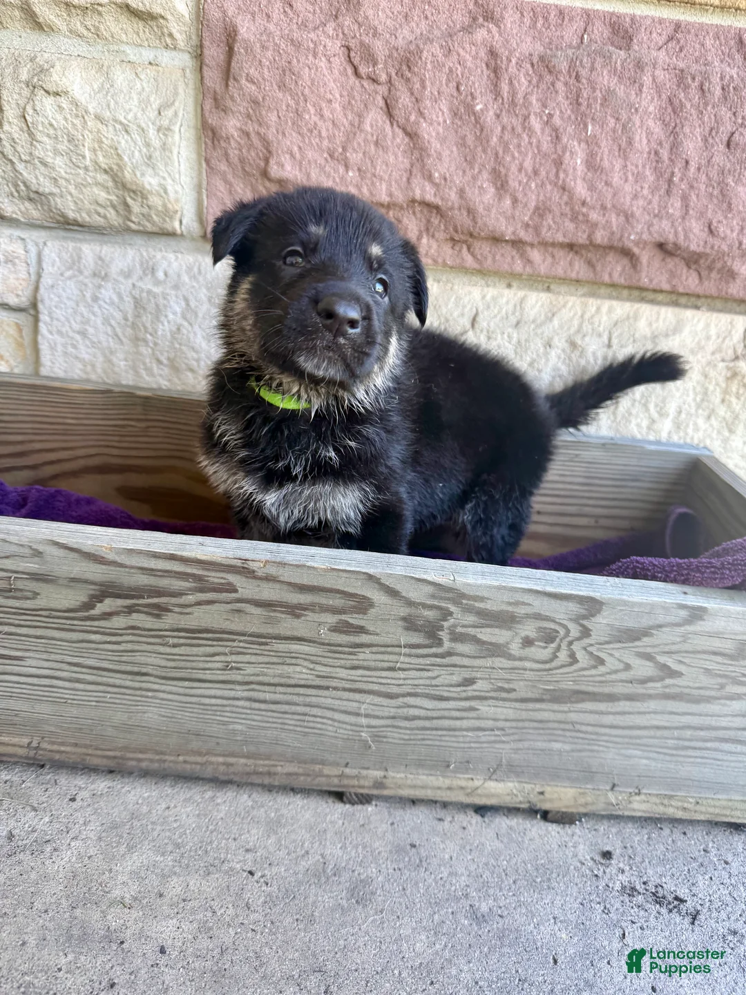 German Shepherd dogs for sale: Otto - Ad 1