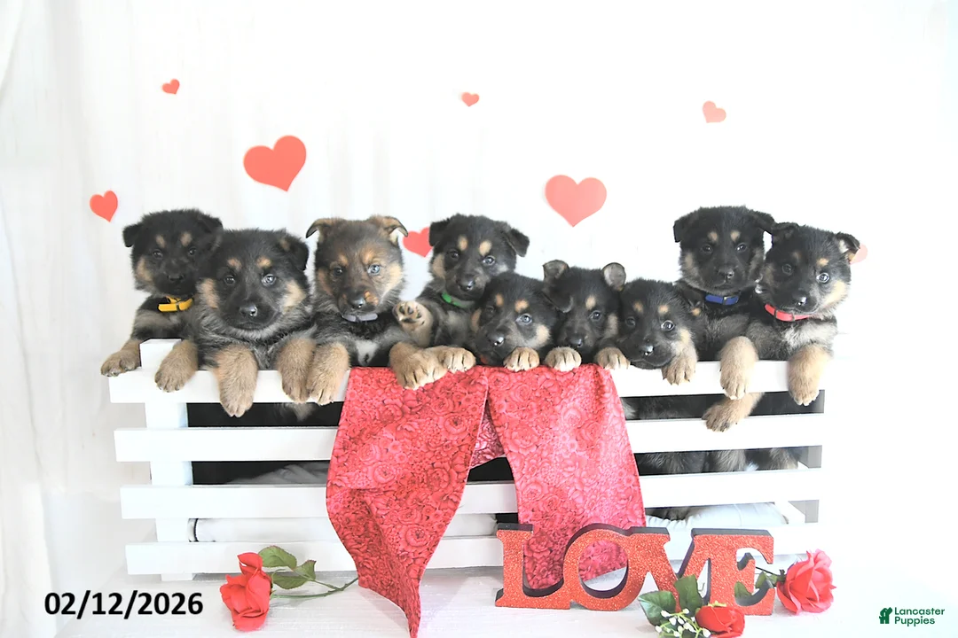 German Shepherd dogs for sale: Sadie - Ad 3