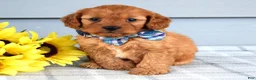 Cavapoo dogs for sale: Cleo - Ad 3