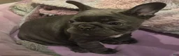French Bulldog dogs for sale: French Bulldog Lilac - Ad 3