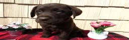 Labrador Retriever dogs for sale: Labrador Retriever Puppy 4 Charlotte - Ad 2
