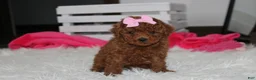 Miniature Poodle dogs for sale: Sasha  - Ad 10