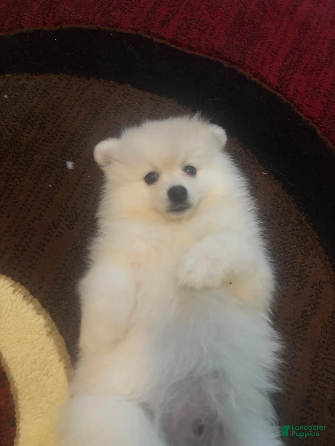 Pomeranian dogs for sale: Pomeranian 2 - Ad 1
