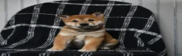 Shiba Inu dogs for sale: Snickers - Ad 6