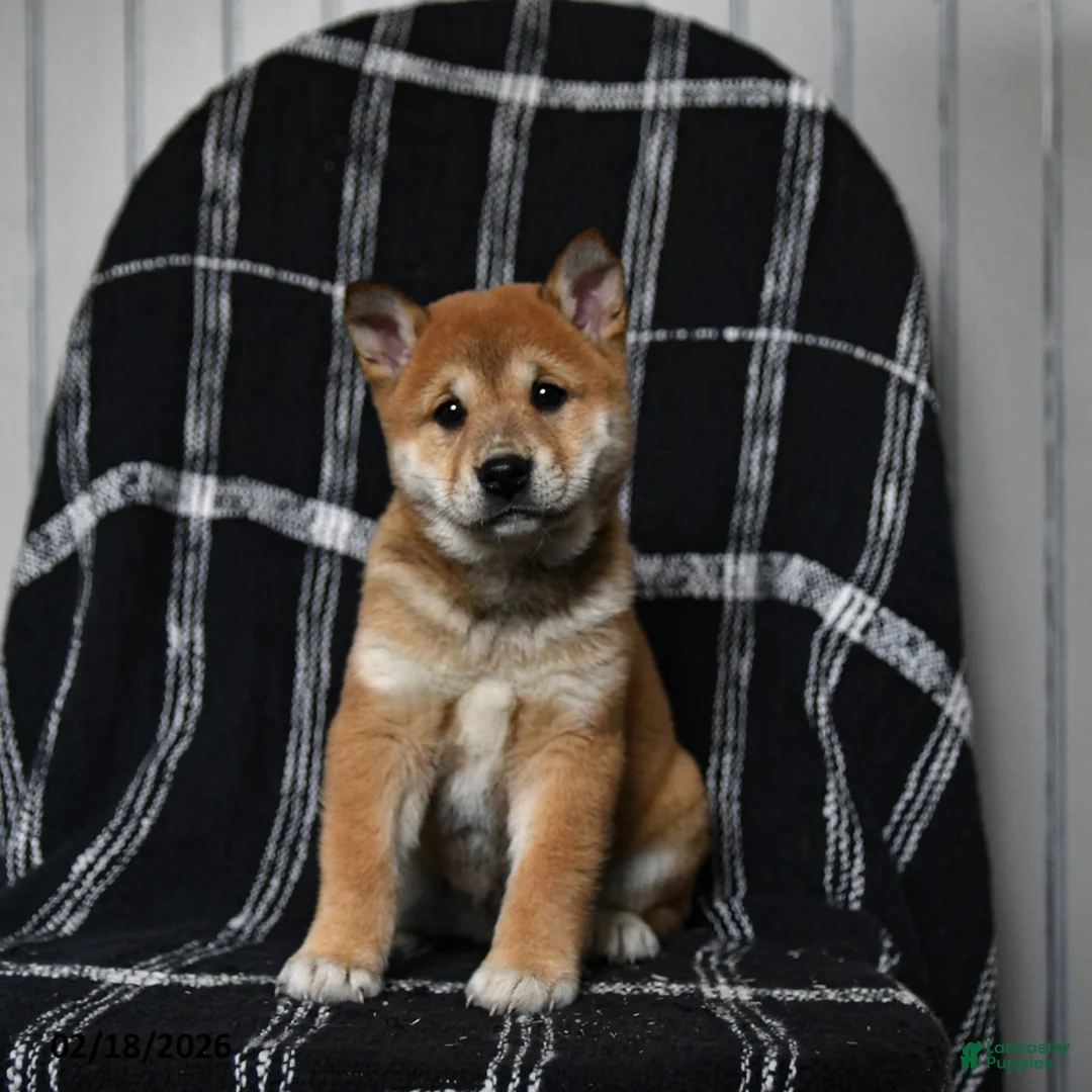 Shiba Inu dogs for sale: Snickers - Ad 6