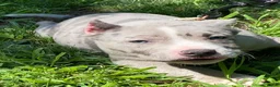 American Bully dogs for sale: American Bully 4 - Ad 1
