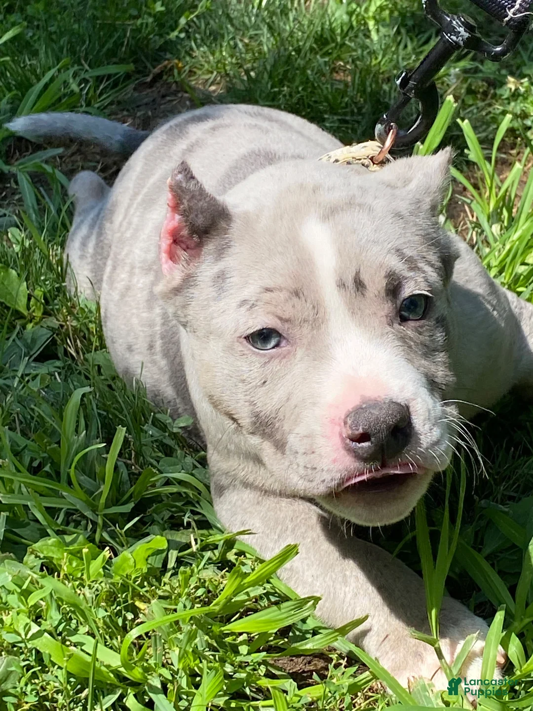 American Bully dogs for sale: American Bully 4 - Ad 1