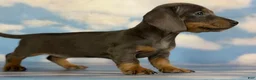 Miniature Dachshund dogs for sale: Jaxx-AKC Black & Tan LH-PRA Clear-DNA/OFA-Sire Prospect - Ad 12