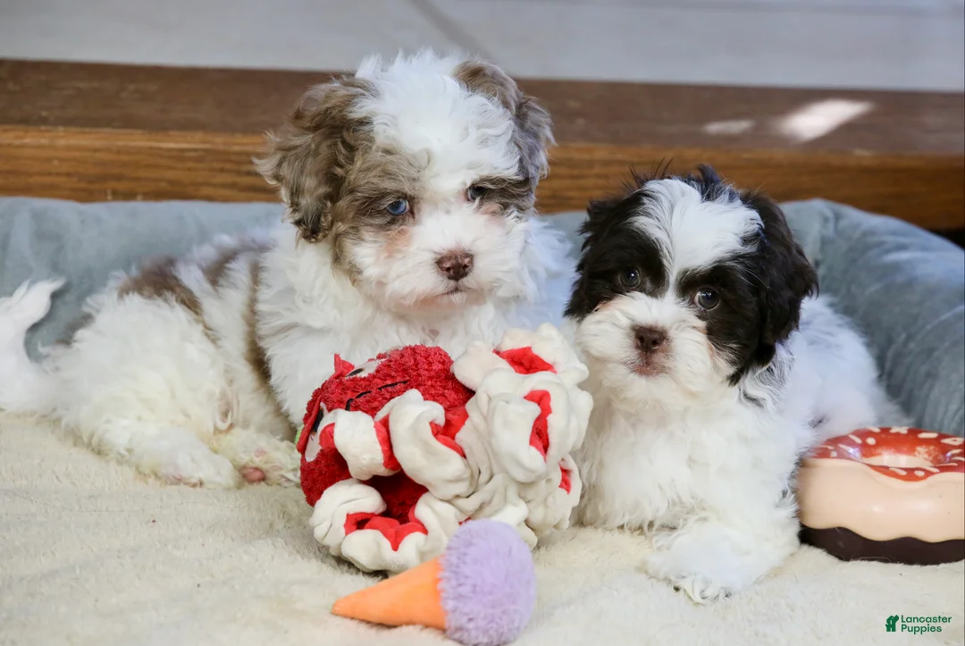 Shihpoo dogs for sale: Everlee - Ad 15