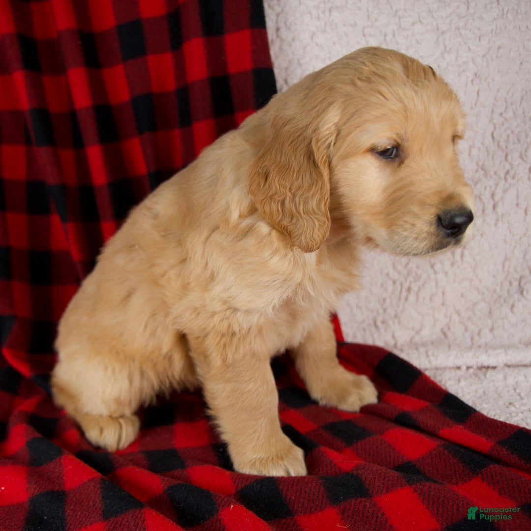 Golden Retriever dogs for sale: Theo - Ad 4