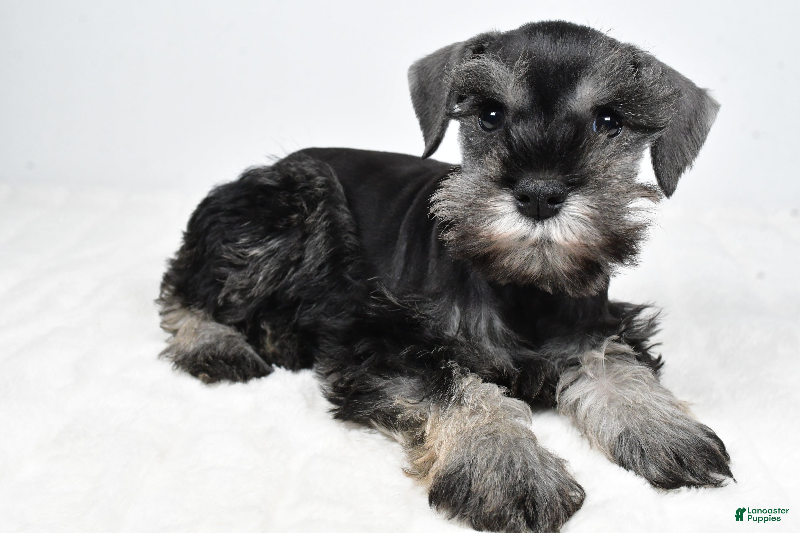 Miniature Schnauzer dogs Luis - Ad 1