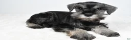 Miniature Schnauzer dogs for sale: Luis - Ad 1