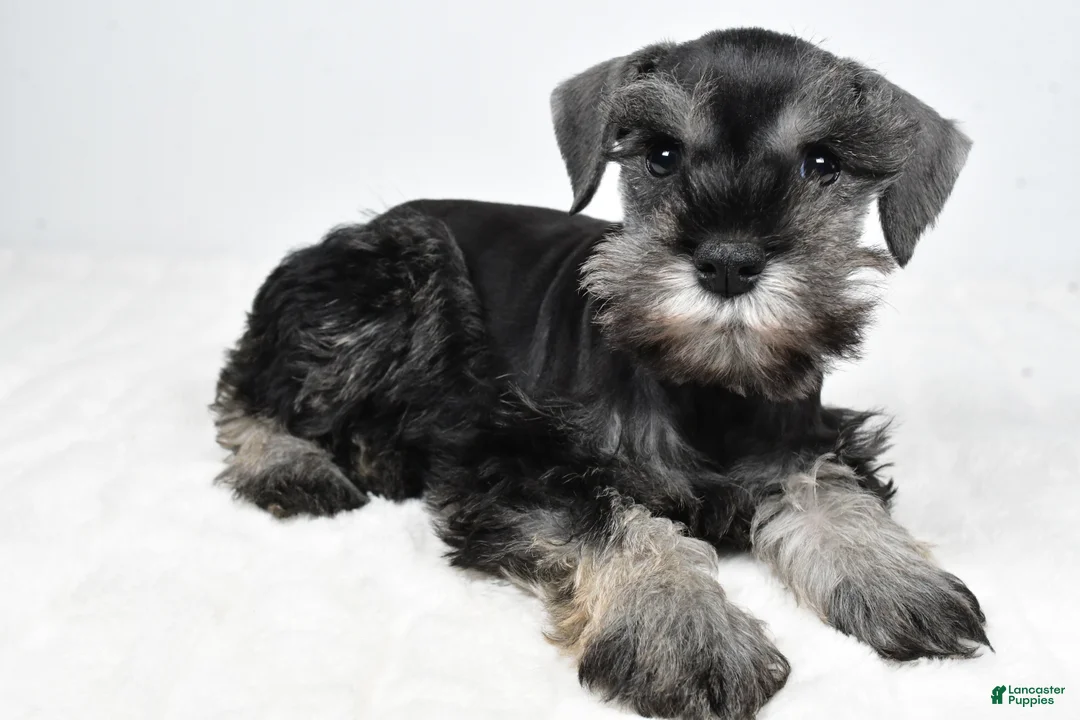Miniature Schnauzer dogs for sale: Luis - Ad 1