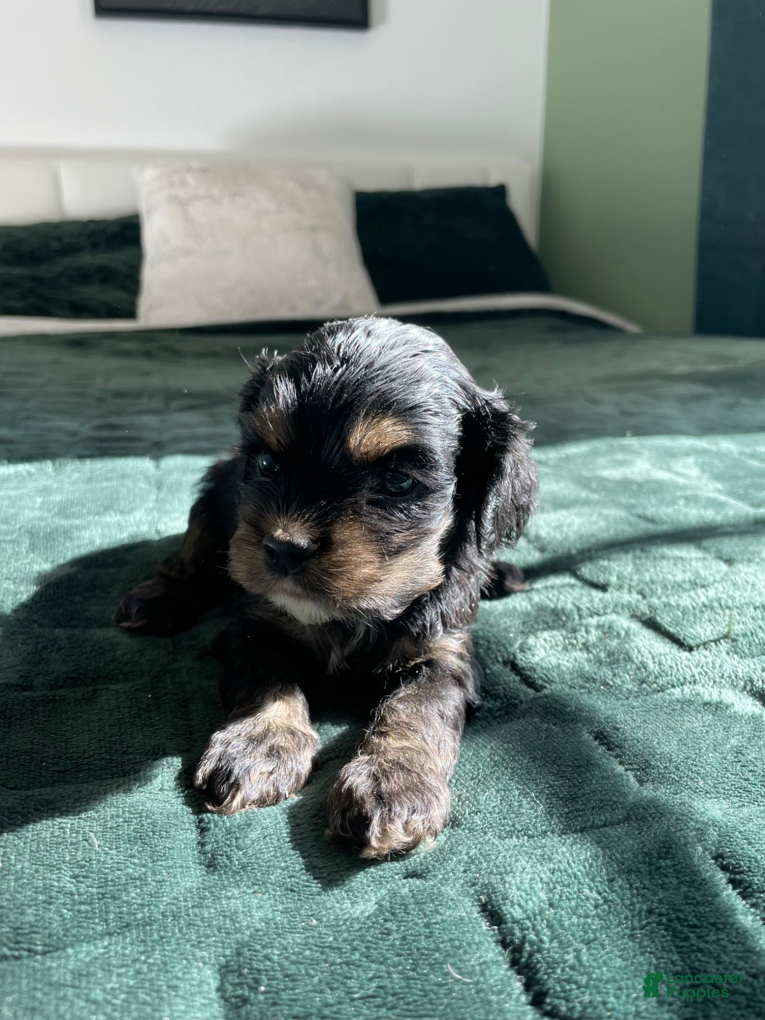 Cocker Spaniel dogs Holly - Ad 5