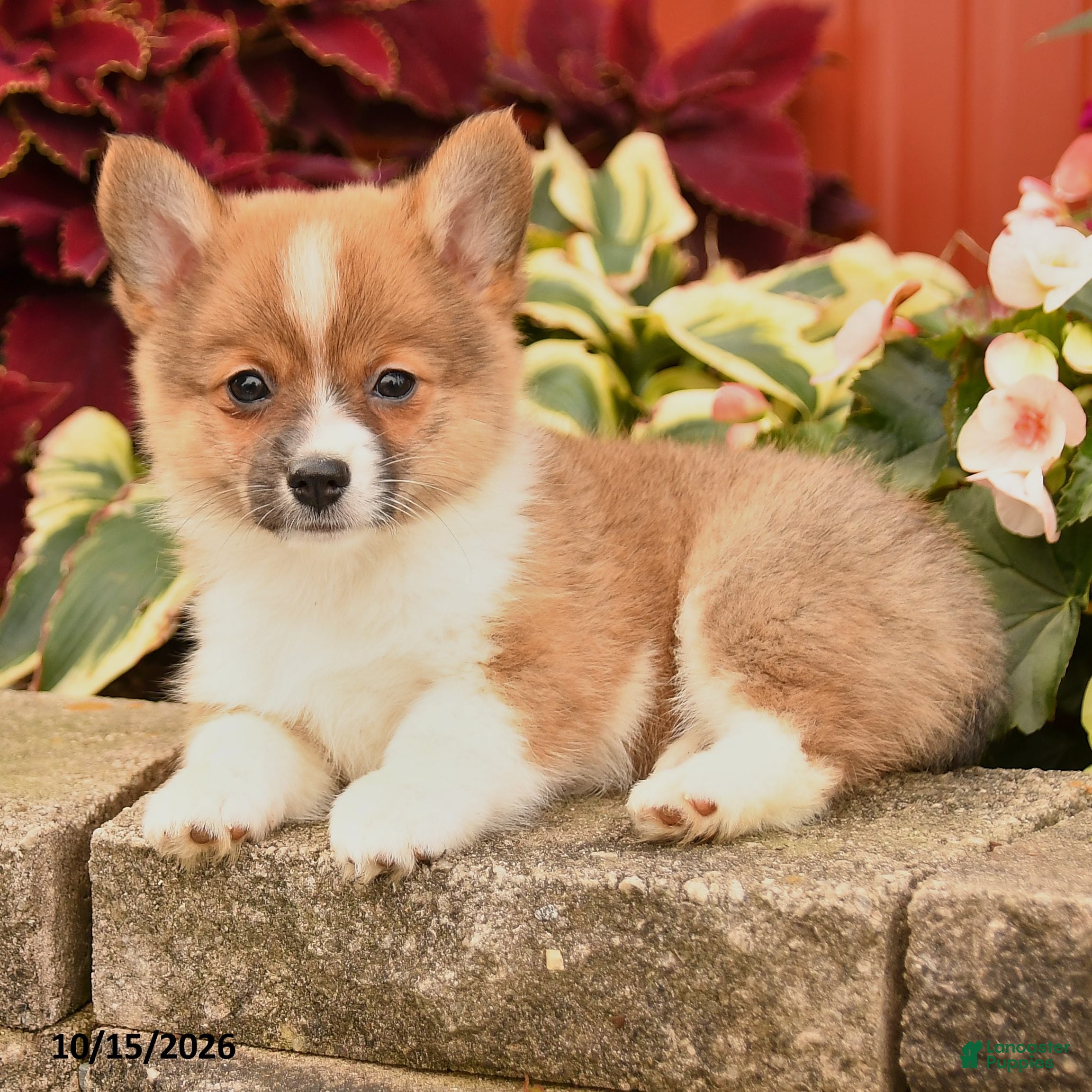 Pomeranian dogs Pumpkin - Ad 2
