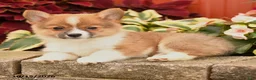 Pomeranian dogs for sale: Pumpkin - Ad 2