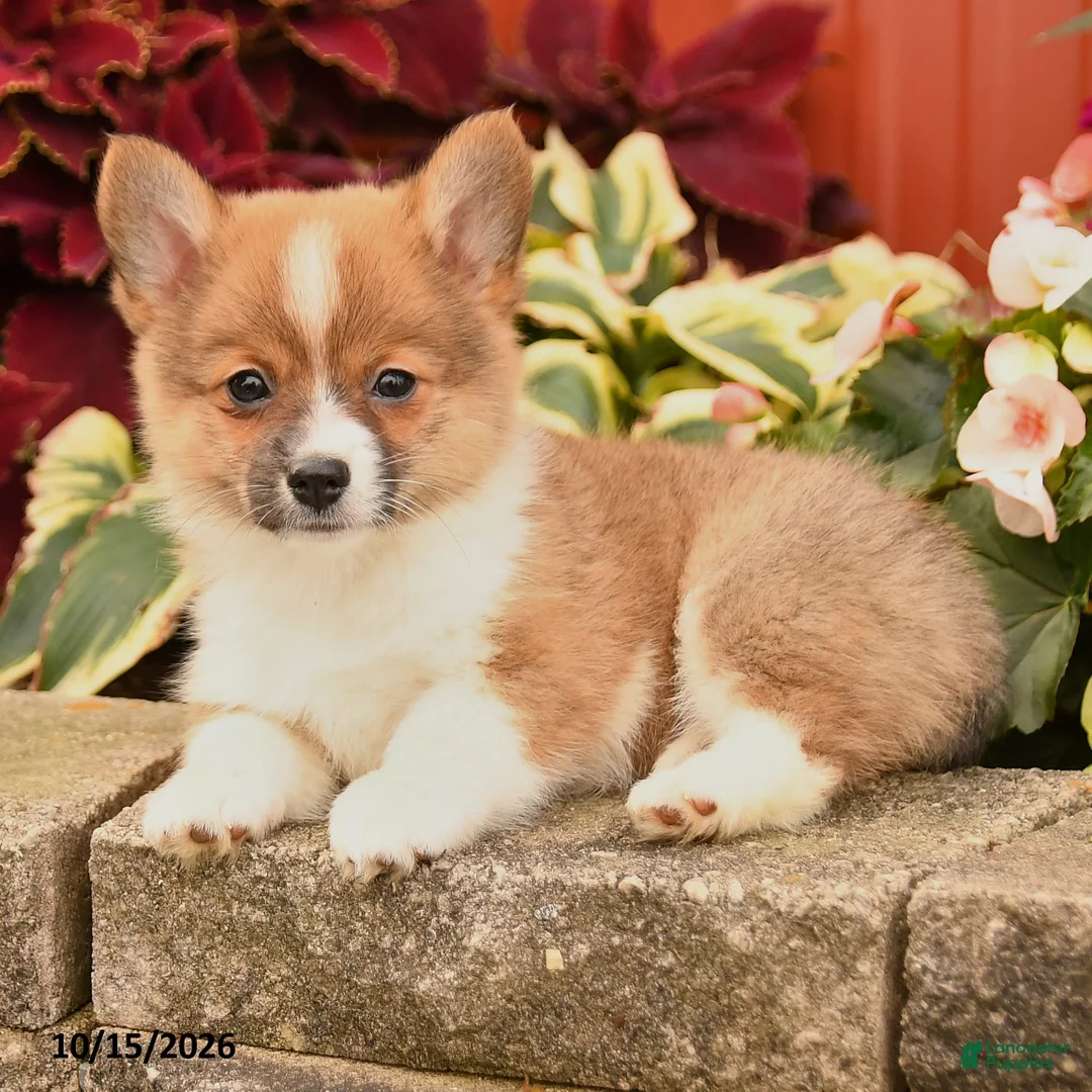 Pomeranian dogs for sale: Pumpkin - Ad 2