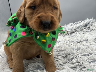 Golden Retriever dogs Golden Retriever Puppy - Stella - Ad 38