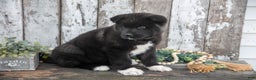 Akita dogs for sale: Andrea - Ad 3