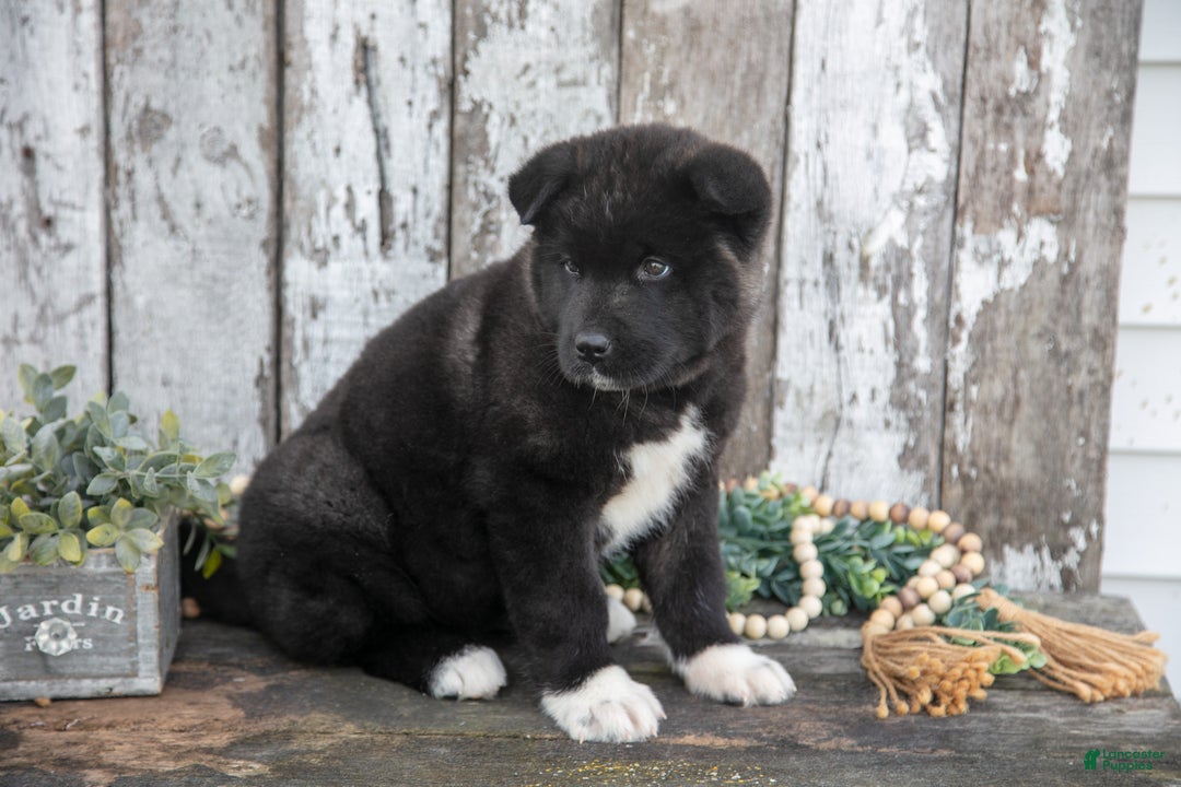Akita dogs for sale: Andrea - Ad 3