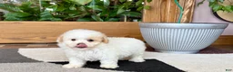 Maltipoo dogs for sale: Gigi - Ad 3
