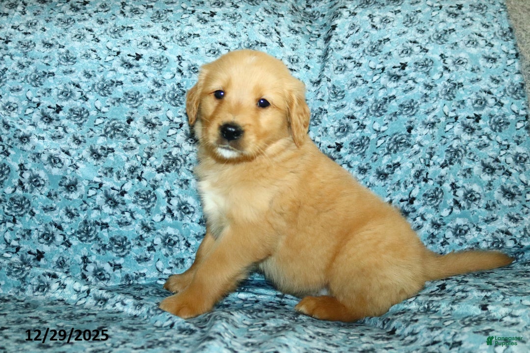 Golden Retriever dogs for sale: Harley - Ad 3