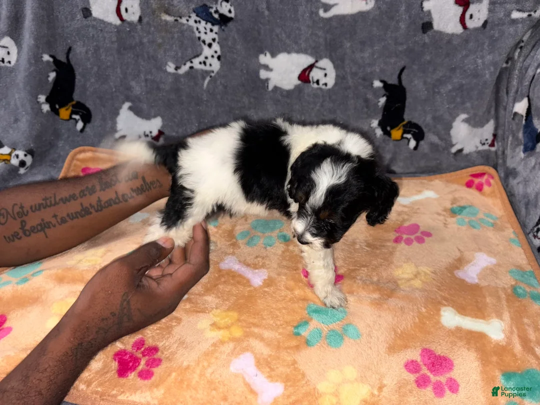 Miniature Labradoodle dogs for sale: Coco - Ad 1