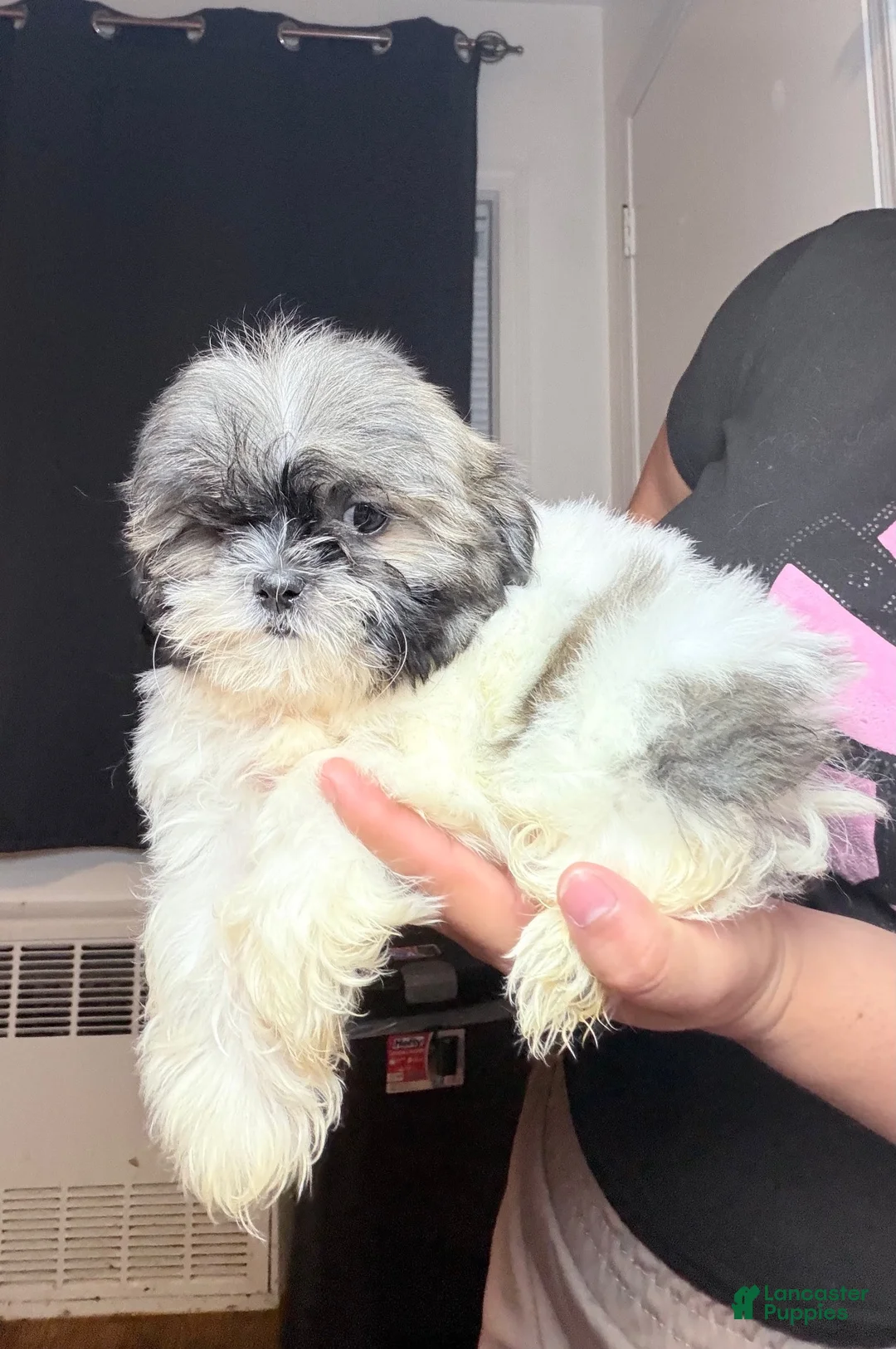 Shih Tzu dogs for sale: Toby - Ad 1