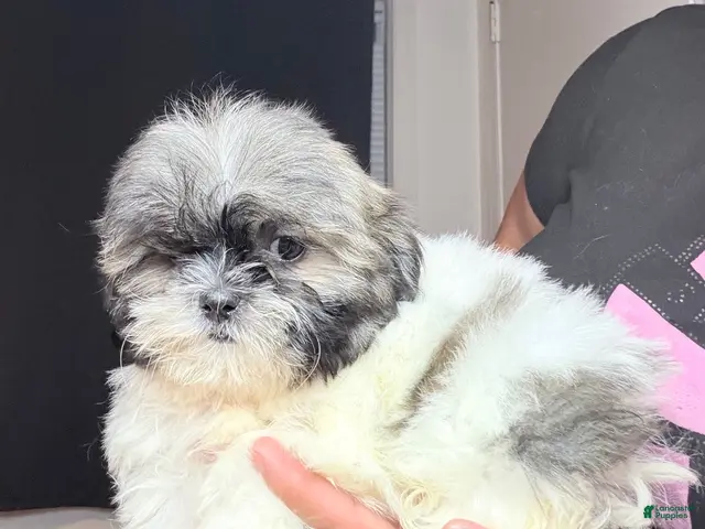 Shih Tzu dogs for sale: Toby - Ad 1