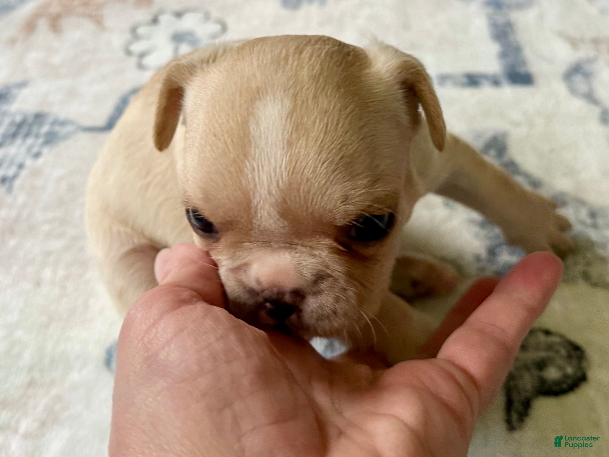 French Bulldog dogs French Bulldog Truffle  - Ad 9
