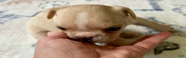 French Bulldog Truffle 