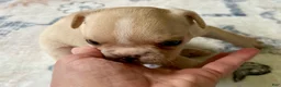 French Bulldog dogs for sale: French Bulldog Truffle  - Ad 1