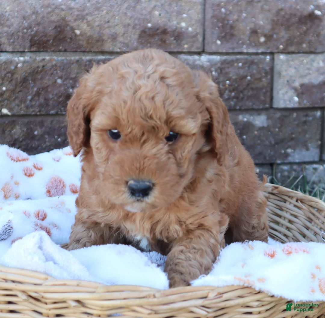 Mini Goldendoodle dogs for sale: Cassie - Ad 3