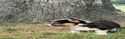 Welsh Corgi Pembroke dogs for sale: Welsh Corgi Pembroke 1 - Ad 5