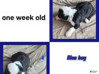 Sheepadoodle dogs Hosta- blue collar - Ad 28