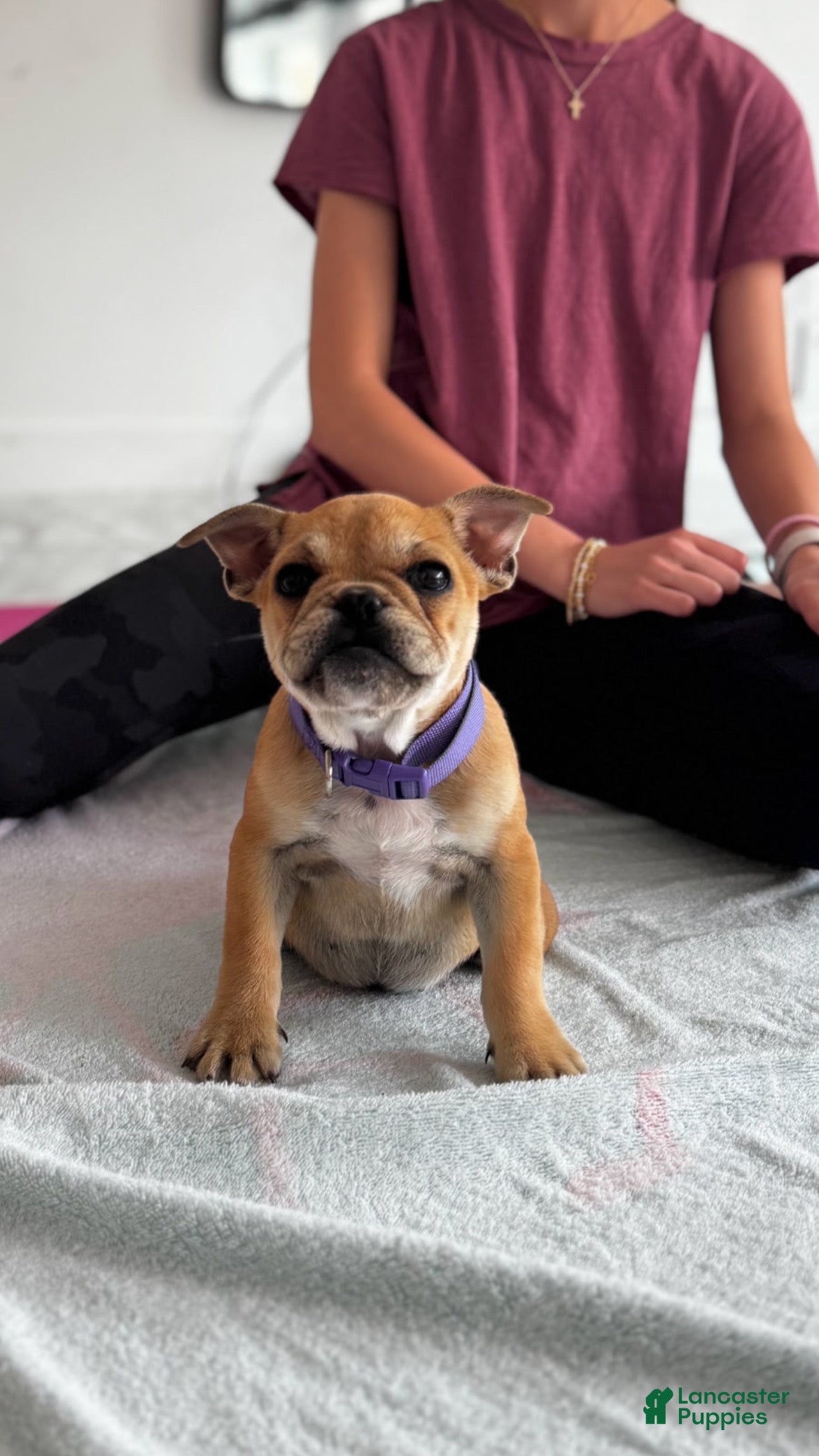 French Bulldog dogs Uri - Ad 1