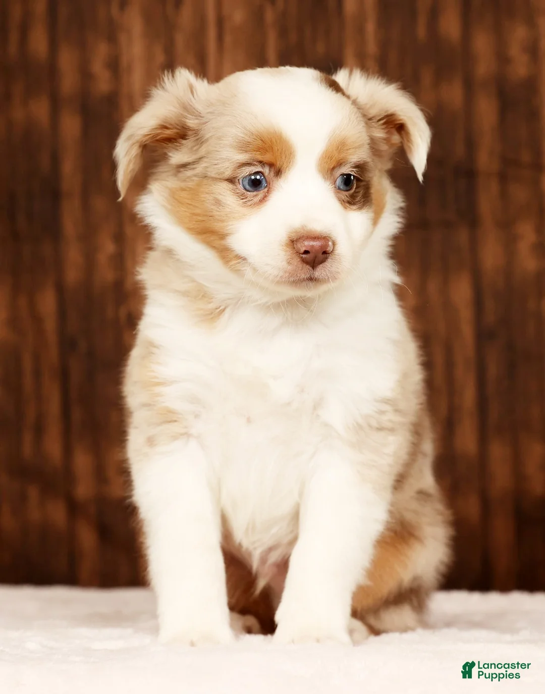 Miniature Australian Shepherd dogs for sale: Copper - Ad 4