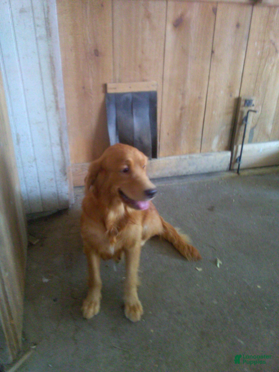 Mixed Breed dogs for sale: Patsy - Ad 4