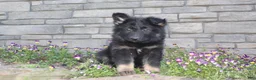 German Shepherd dogs for sale: Donna  - Ad 2